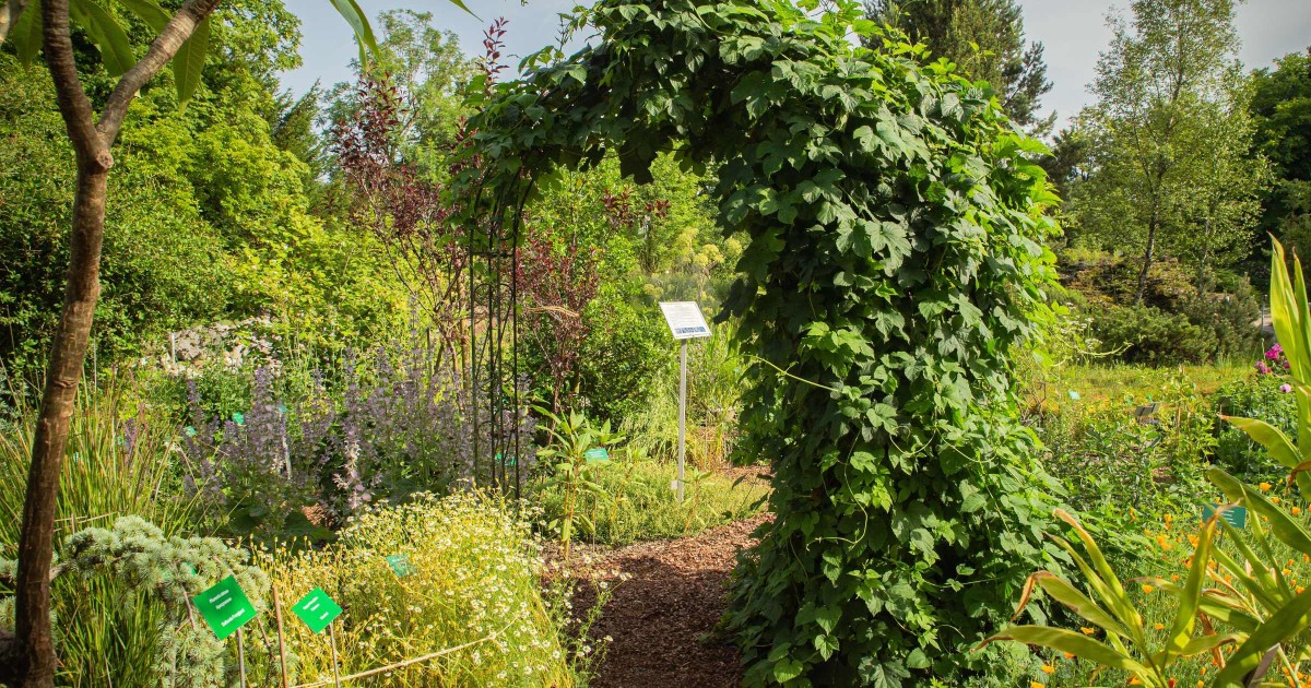 Botanischer Garten Salzburg © Silja Parke - Wilde Möhre Blog